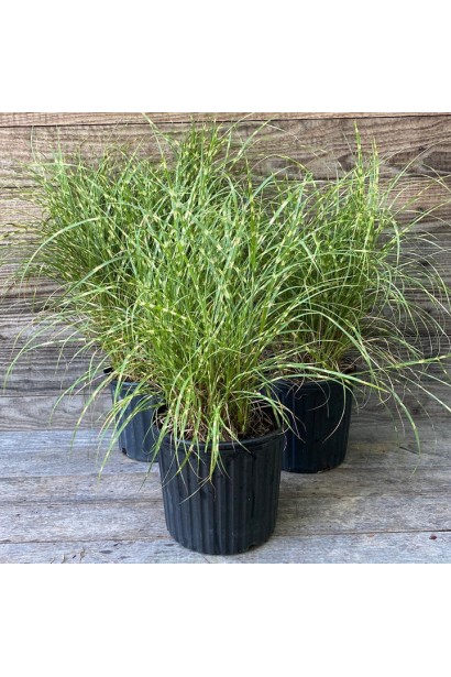 Міскантус `Літл Зебра` в контейнері